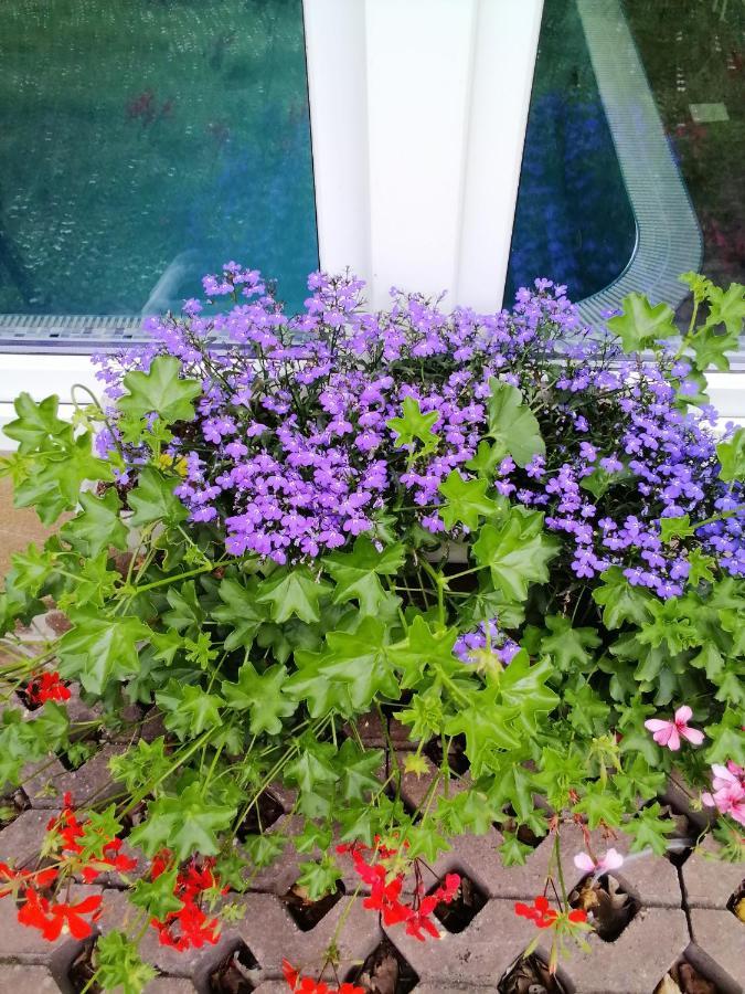 Pasja Bed & Breakfast Swieradow-Zdroj Bagian luar foto