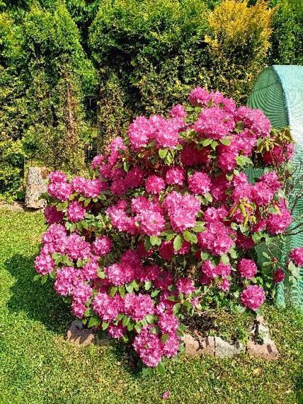 Pasja Bed & Breakfast Swieradow-Zdroj Bagian luar foto